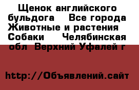 Щенок английского бульдога  - Все города Животные и растения » Собаки   . Челябинская обл.,Верхний Уфалей г.